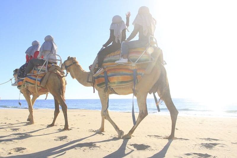Billet L'expérience ultime du safari à dos de chameau à Los Cabos