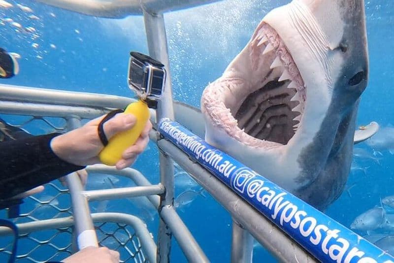 Plongée en cage avec les requins avec transport depuis Cape Town