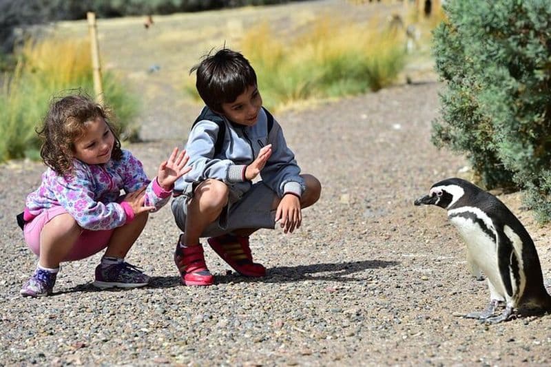 Journée complète à Punta Tombo - Expérience de marche parmi les pingouins - Madryn