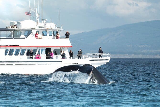 Billet Croisière d’observation des baleines au départ de Friday Harbor