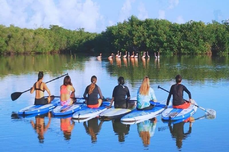 Billet Apprenez le paddle board et explorez les mangroves de Progreso