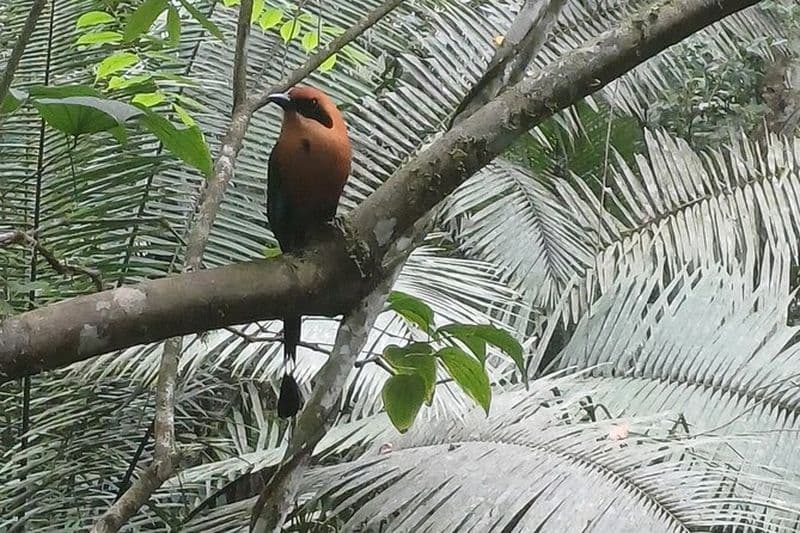 Observation des oiseaux au Rainforest Discovery Center