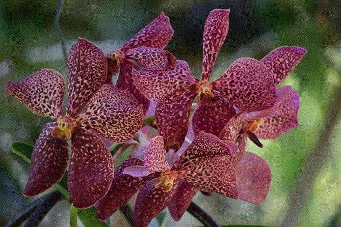 Visite des merveilles de Nadi - Temple hindou, jardins des géants endormis, marchés et boutiques