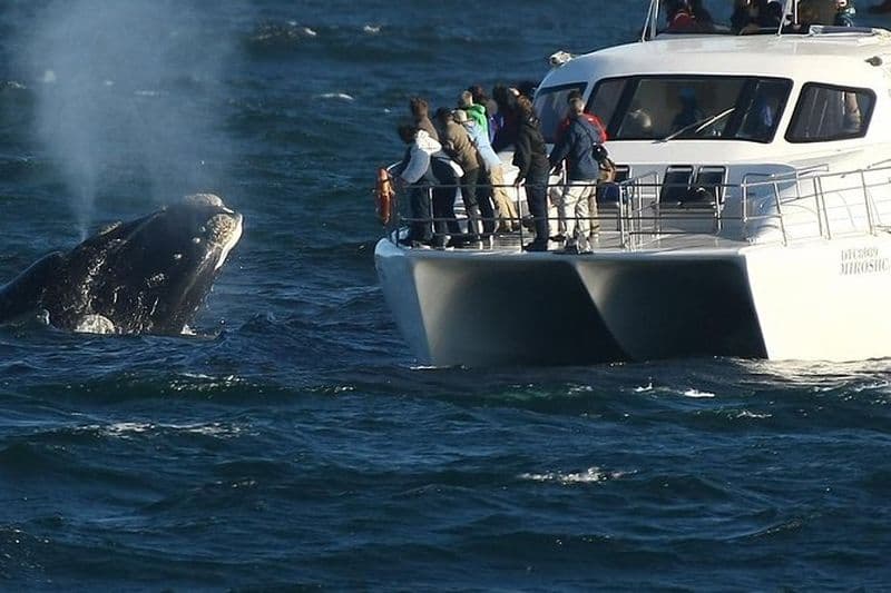 Observation des baleines depuis un bateau au départ de Hermanus