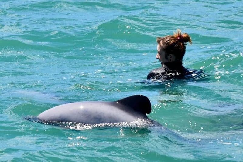 Baignade avec les dauphins sauvages à Akaroa