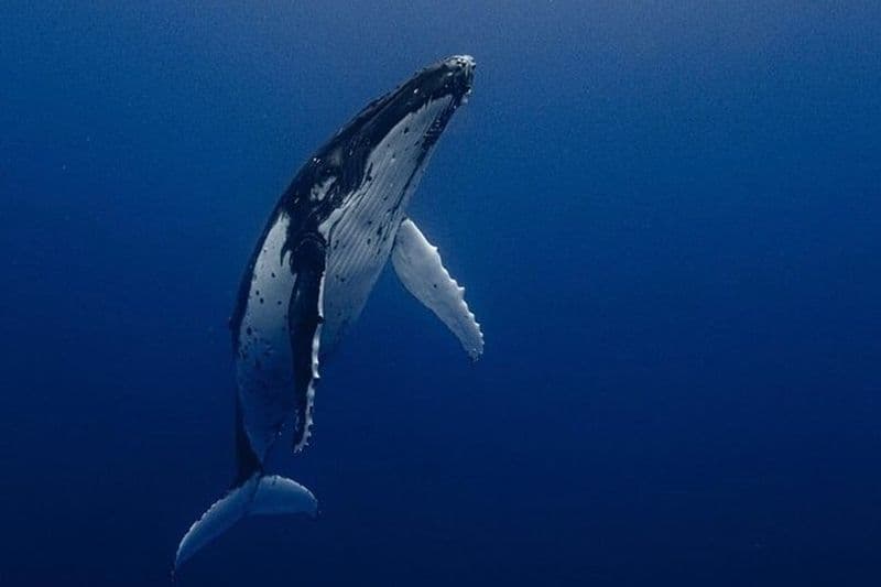Safari en mer à Cabo San Lucas