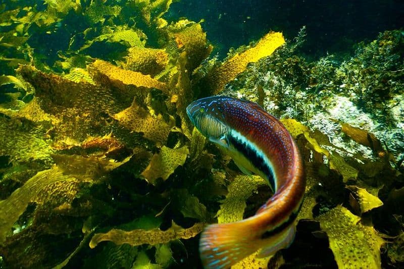 Excursion privée en apnée dans la réserve marine de Sydney
