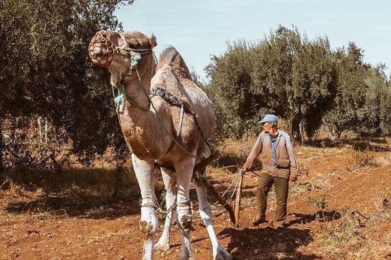 Journée privée dans un vignoble au départ de Marrakech Dégustation de vins et visite de la ville