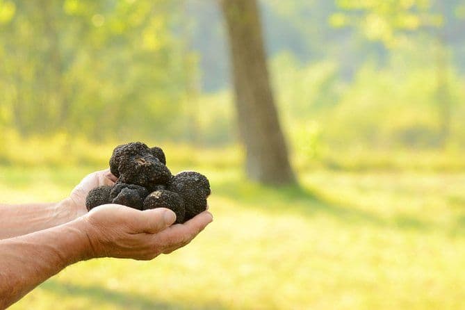 Chasse à la truffe et dégustation de vin en Istrie avec un Guide local