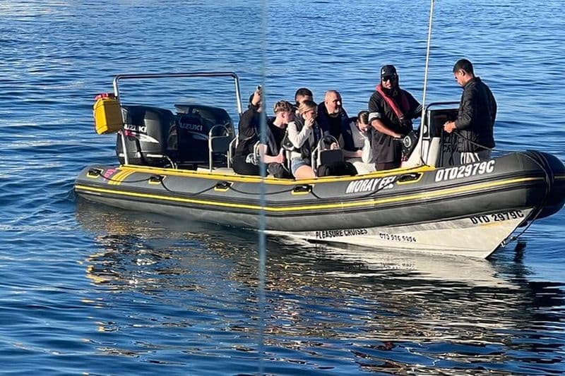 Expérience privée d'observation des dauphins du Cap