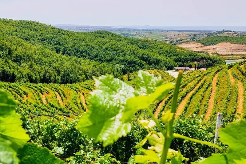 Vignobles, dégustation de vins albanais et visite en bateau au départ de Durres