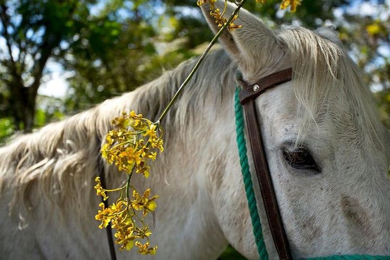 Billet À cheval notre Hacienda - 4 heures de café