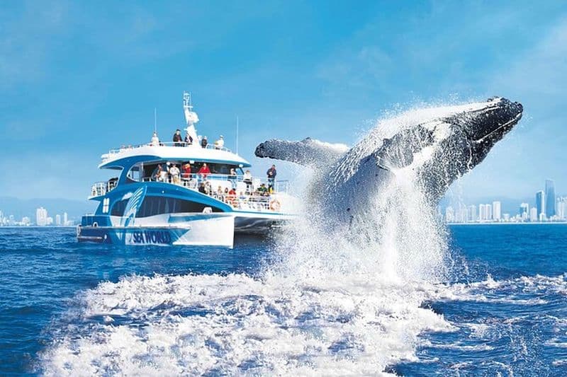 Observation des baleines par Sea World Cruises