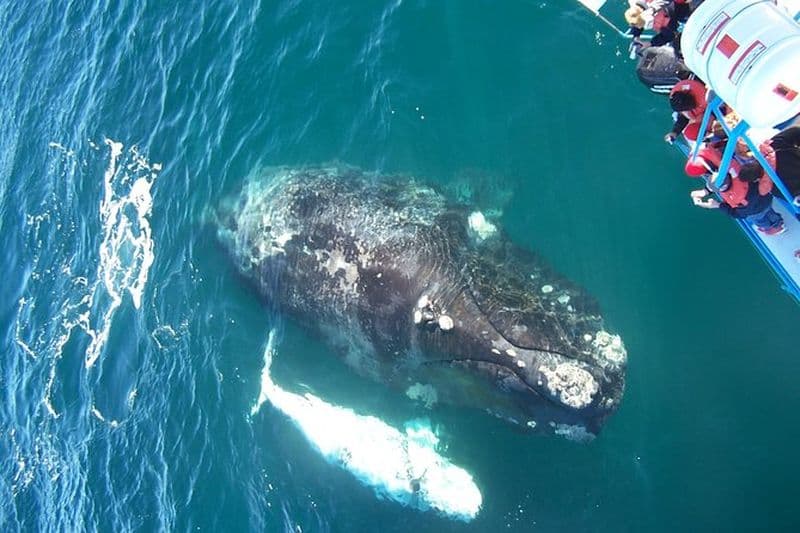 Observation des baleines à bord