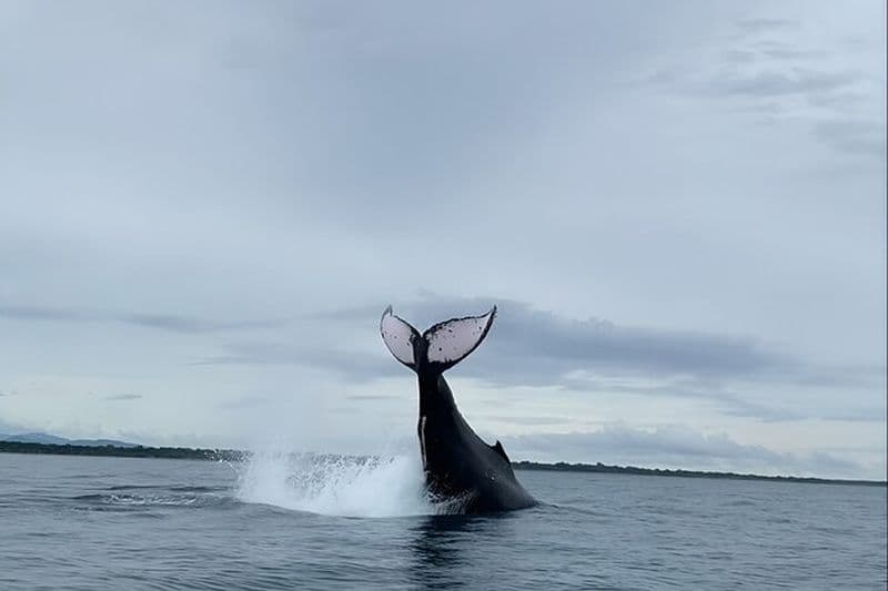 Observation de baleines et plongée en apnée sur l'île de Playa Venao