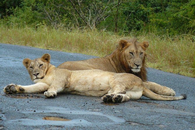 Forfait Safari de 3 jours à Durban