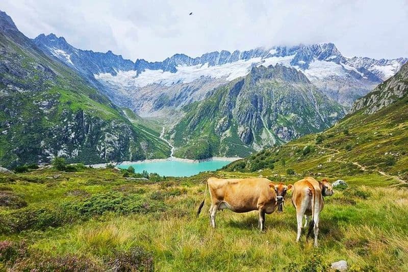 Billet Randonnée d'une journée Alpes suisses et baignade lacustre avec ramassage