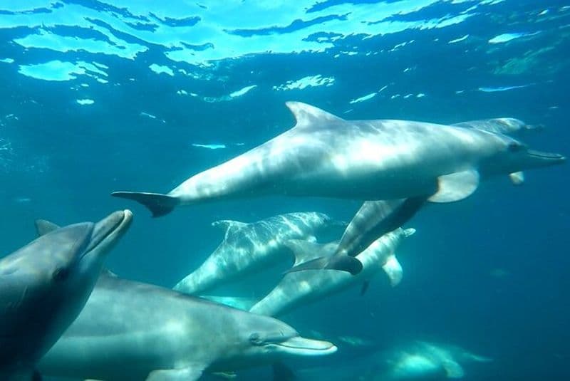 Nagez avec les dauphins sauvages