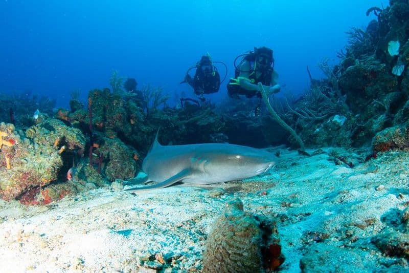Billet Excursion en bateau de plongée à 2 réservoirs dans des sites de classe mondiale @ Copamarina