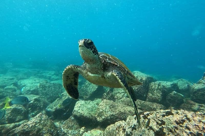 Excursion d'une journée sur l'île de Floreana avec plongée en apnée et pêche