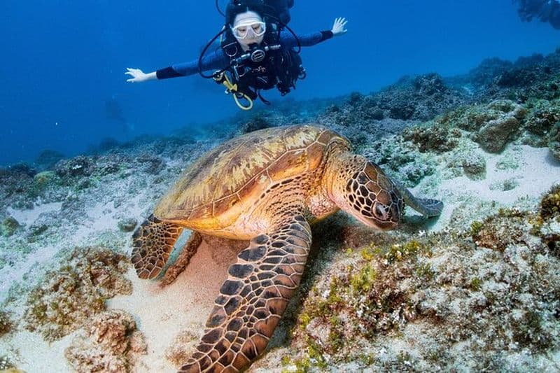 Billet Découvrez la plongée sous-marine avec des tortues marines – Xiaoliuqiu, Taiwan