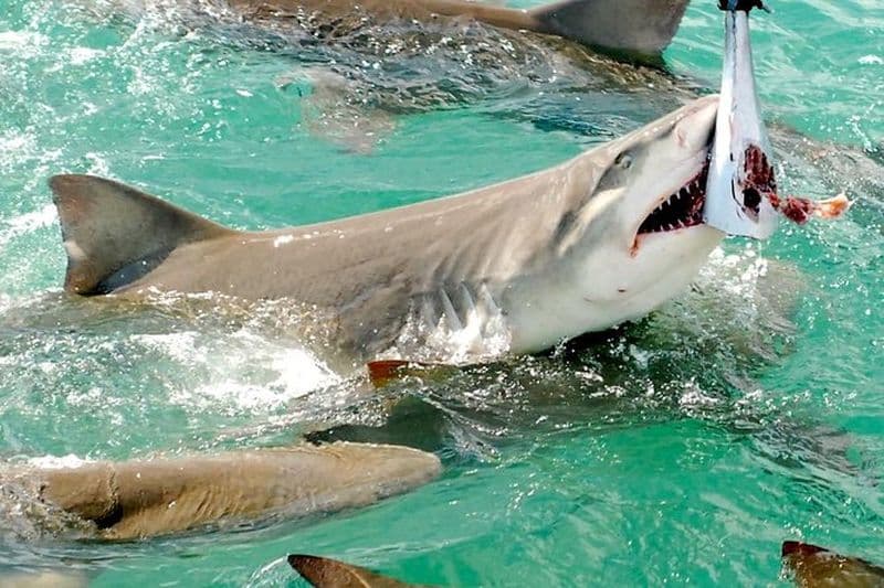 Croisière en catamaran d'observation des requins et de la faune sauvage de Key West