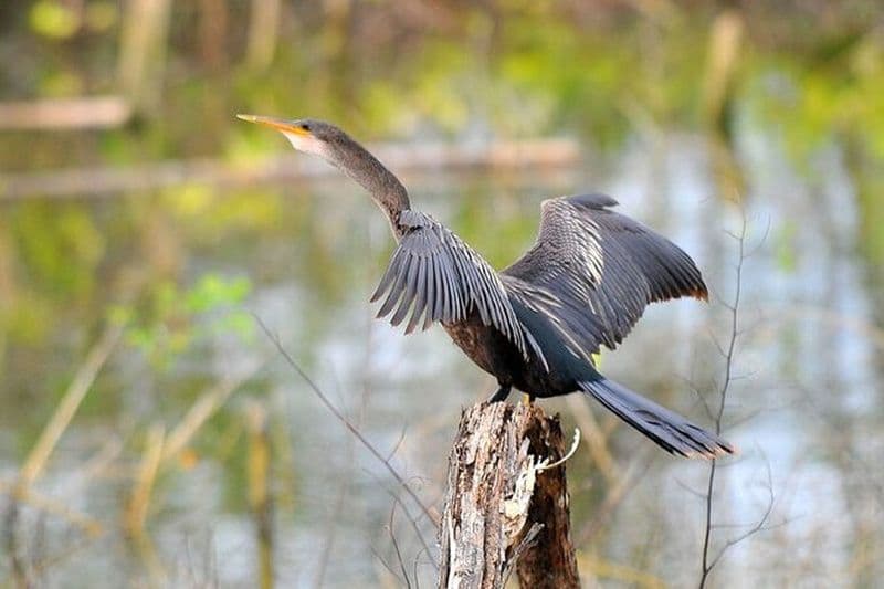 Observation des oiseaux en bateau à travers le lac Gatun Visite privée