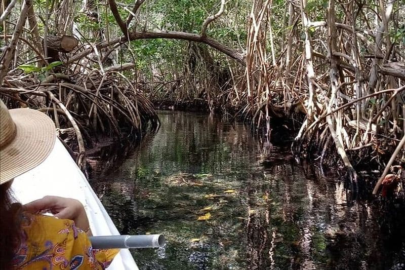 Billet faire du kayak à travers les mangroves jusqu'à la plage secrète