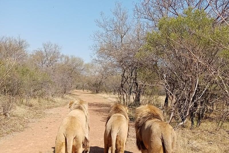 Visite guidée à pied avec les Lions Bush-walk