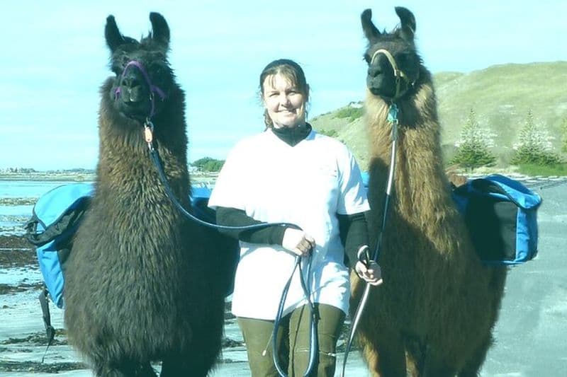 Llama Trek (demi-journée) - Baie de Kaikoura, plages et colonie de phoques