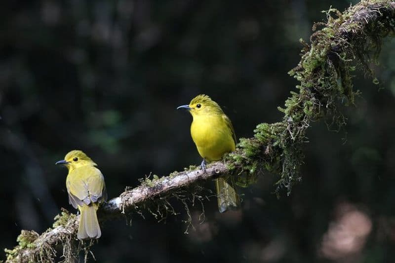 Tour de photographie d'oiseaux Dandeli