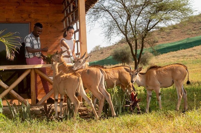 Excursion privée d'une journée dans la faune de Serval et la source chaude de Kikuletwa