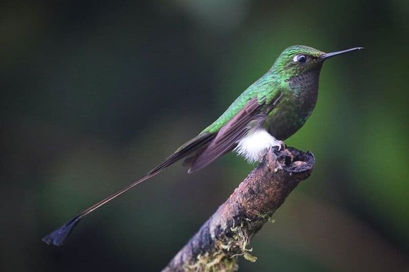 Billet Mindo Cloud Forest Adventure : Oiseaux, Nature & Cascades