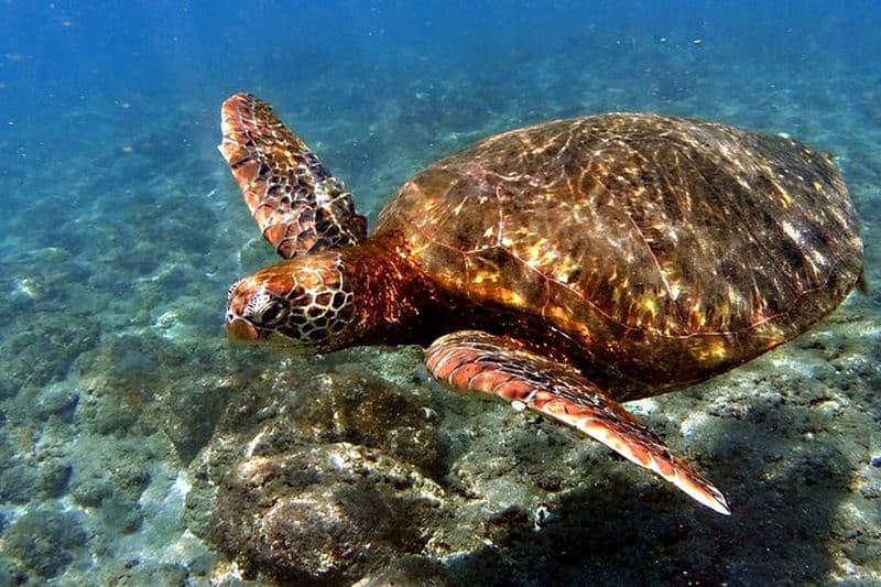 Snorkeling dans les Motus de l'île de Pâques