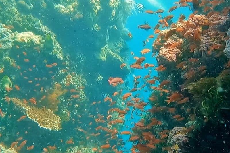 Privé Journée Complète All Inclusive Essayez la plongée sous-marine de Makati City