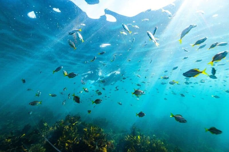 Expérience de plongée privée à Sydney: Explorer Cabbage Tree Bay