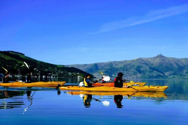 Excursion en bord de mer à Akaroa : safari en kayak avec la faune marine en petit groupe à Akaroa