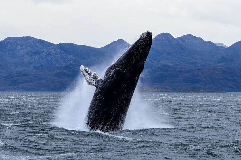 Excursion d'une journée avec observation des baleines au départ de Punta Arenas