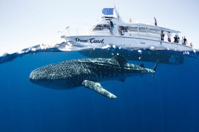 Billet Nagez avec les requins baleines dans le récif de Ningaloo: 3 Island Shark Dive