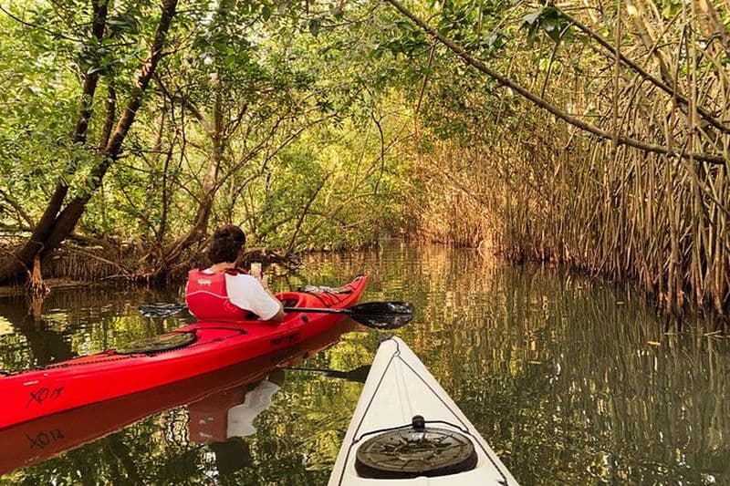 Billet Kayak dans la forêt de mangrove des backwaters de Paravur près de Varkala et Kollam