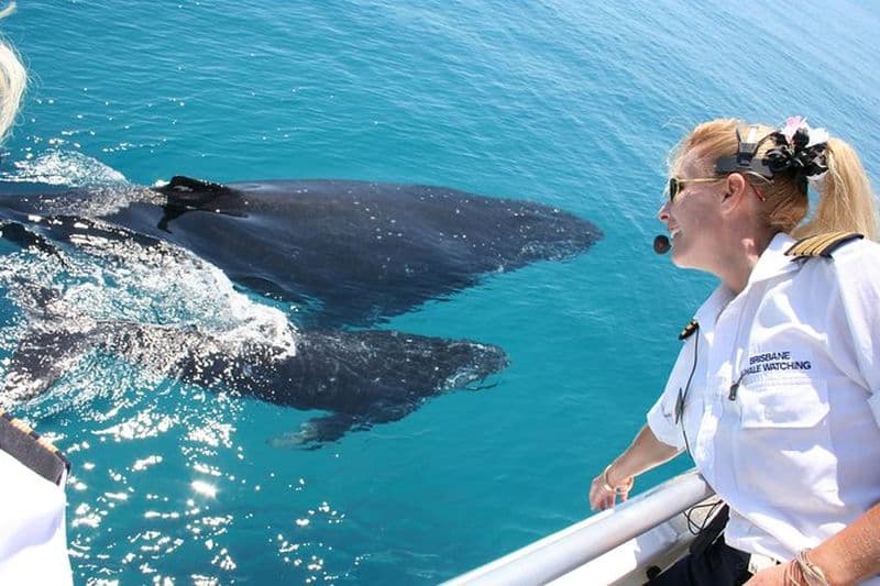 Billet Croisière Brisbane Whale Watching au départ de Redcliffe ou Sunshine Coast