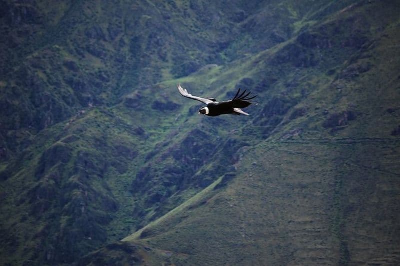 Colca Canyon Plus