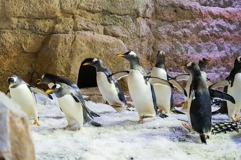 Aquarium et zoo sous-marin de Dubaï avec pingouin