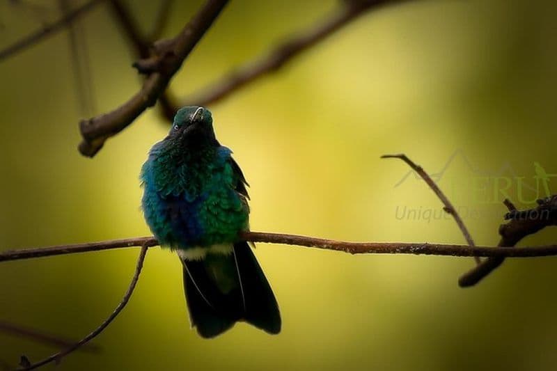 Billet Observation d'oiseaux à Balcón del Diablo (demi-journée)