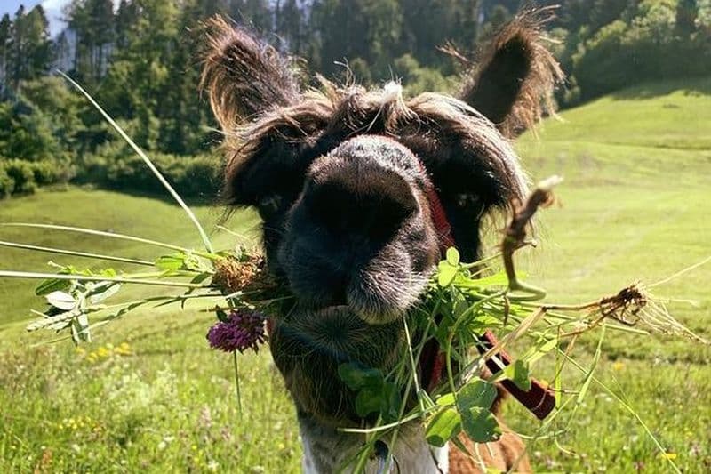Billet Randonnée avec des lamas à travers les magnifiques montagnes du Liechtenstein