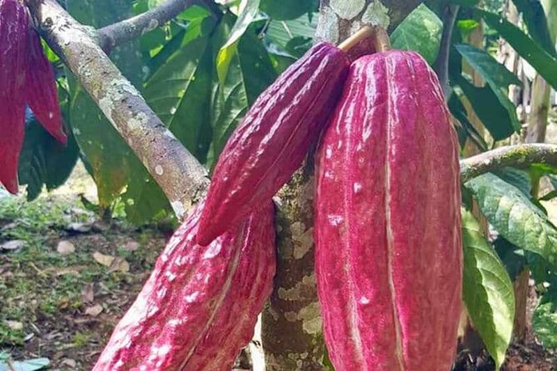 Salento à Viterbo pour une journée complète de café, de cacao et de Panela