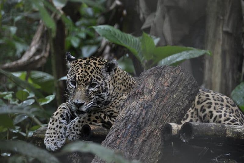 Randonnée dans la jungle de Placencia et cascades à Cockscomb Jaguar Preserve