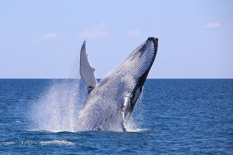 Bahía Málaga: Observation des baleines à bosse en Cali - Colombie