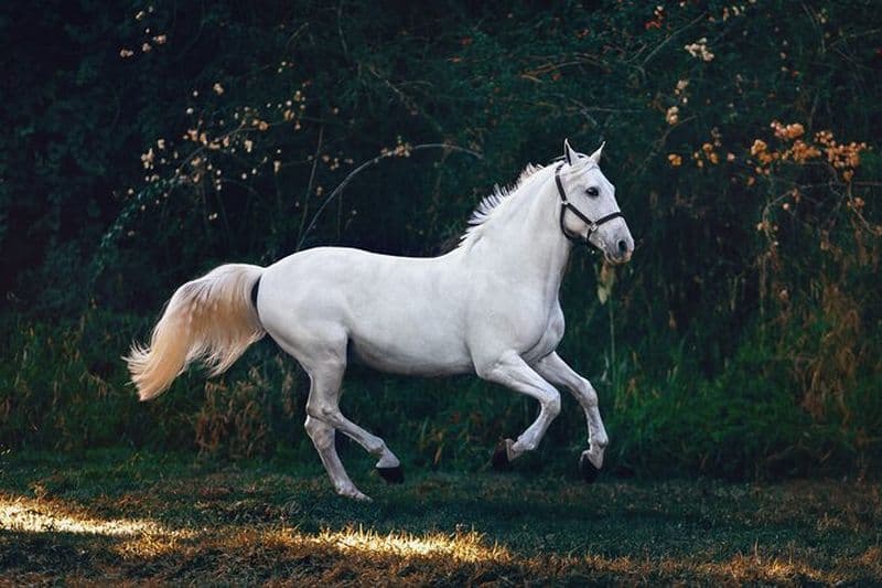 Balade à cheval et nage avec les tortues dans l'aquarium