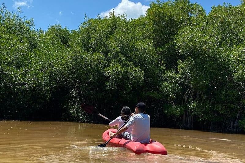 Excursion dans les mangroves de sisal et en kayak de plage au départ de Mérida